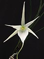 Angraecum popowii