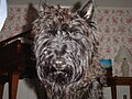 Angus the Scottish Terrier (2005).jpg