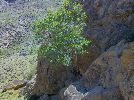 Mountain fig tree in Zibad