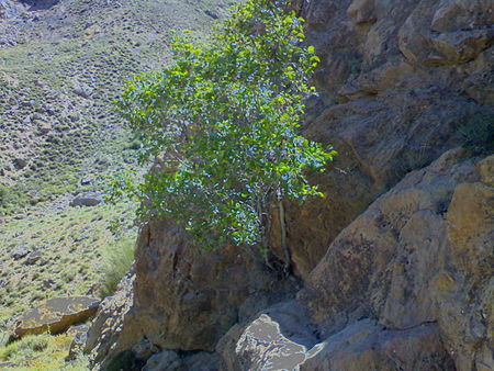 Tập_tin:Anjeer_Kouhi_tree.jpg