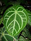 Anthurium crystallinum-leaf.jpg