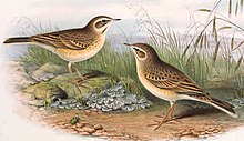 Anthus campestris. John Gould Anthus campestris. John Gould. The birds of Great Britain.jpg