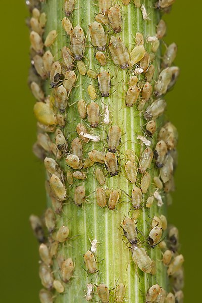 File:Aphids feeding on fennel.jpg