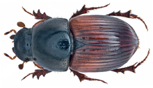 Aphodius foetens (Fabricius, 1787) (14816225735).png