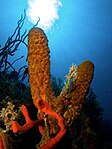 Aplysina fistularis (Yellow Tube Sponge) behind Amphimedon compressa (Erect Rope Sponge- red).jpg