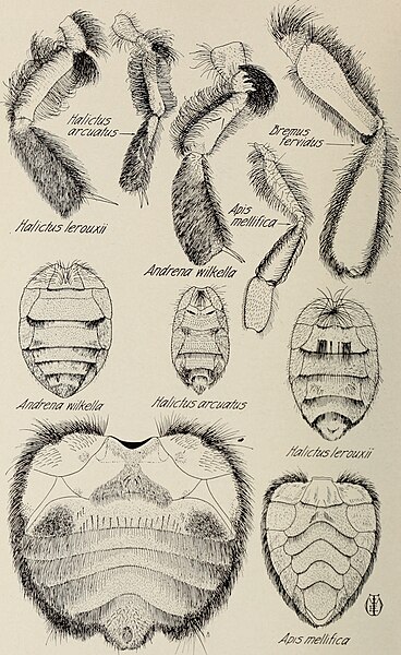 File:Apple pollination studies in the Annapolis Valley, N.S., Canada, 1928-1932. (1933) (19750648971).jpg