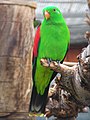 Pirosszárnyú papagáj (Aprosmictus erythropterus)