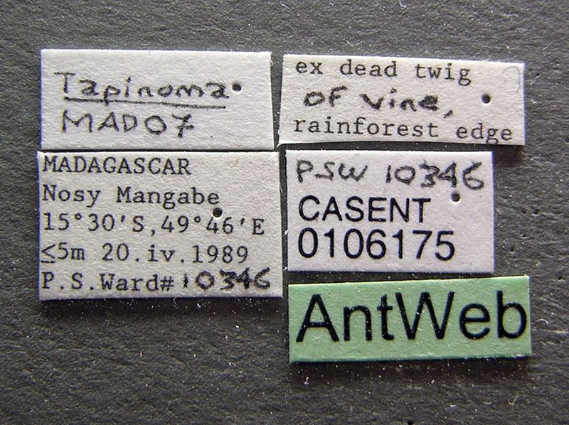 File:Aptinoma mangabe casent0106175 label 1.jpg