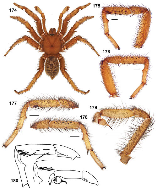 File:Aptostichus barackobamai.jpg