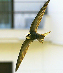 Pallid swift Apus pallidus -Greece-8.jpg