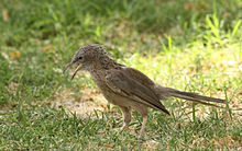 Al Ain, Abu Dhabi, UAE Arabian Babbler.jpg