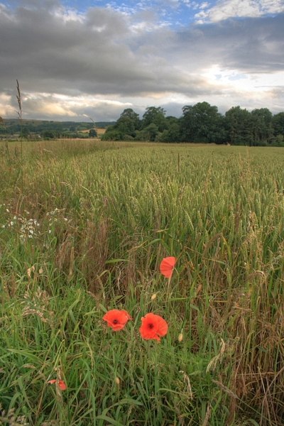 File:Arable Field, Near Browson Plantation - geograph.org.uk - 891088.jpg