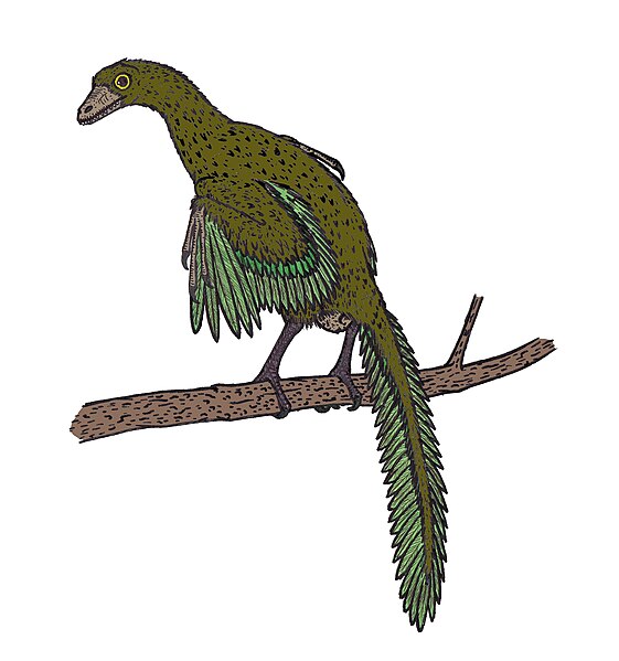 File:Archaeopteryx 01.JPG