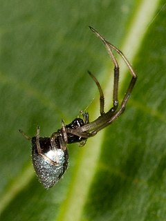 <i>Argyrodes</i> Genus of spiders