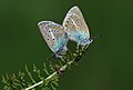 A couple of Geranium Blue Aricia eumedon modesta. Eskipolat, Erzurum - Turkey