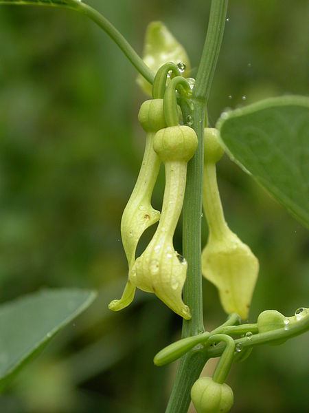 File:Aristolochia clematitis creutzwald 57 02072005 1.JPG