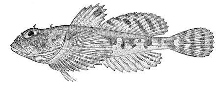 Tập_tin:Artediellus_miacanthus.jpg