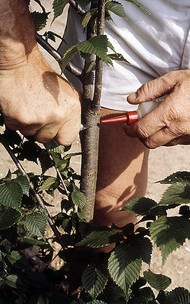 File:Artificial inoculation of virulent strains of Ophiostoma in elm cambium Wageningen - DORSCHKAMP Institute for forestry and landscape planing 1984.06.19.jpg