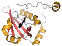 Aryl hydrocarbon receptor PDB 7ZUB.png