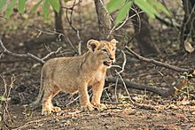 The Asiatic lion has remained a prominent symbol since ancient times. Asiatic Lion Cub.jpg