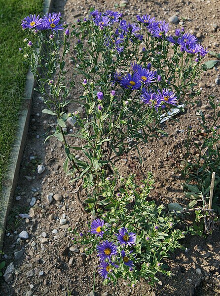 File:Aster amellus 'Ultramarine', Elfenau.jpg