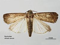 Dorsal view Athetis tenuis dorsal.jpg