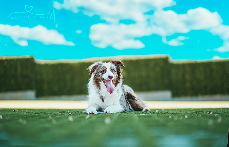 File:Australian Shepherd (46789108155).jpg