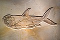 * Nomination Fossil of a mysterious fish from the quarry in Wattendorf exposed at the natural science museum Bamberg --Ermell 06:44, 17 August 2017 (UTC) * Promotion Good quality --Jakubhal 06:53, 17 August 2017 (UTC)