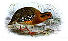 Painting of round-bodied bird with brown back, chestnut head, neck and breast, large white spots on side, and orange legs and feet, walking on the ground