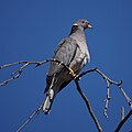 Band-tailed Pigeon (38677330080).jpg