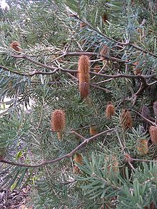 Banksia marginata, the shrub species from which the first Banksiamyces specimens were collected Banksia marginata.JPG