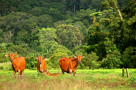 Banteng at Alas Purwo National Park