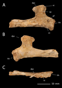 Barbaridactylus Humerus - Longrich et al 2018.PNG