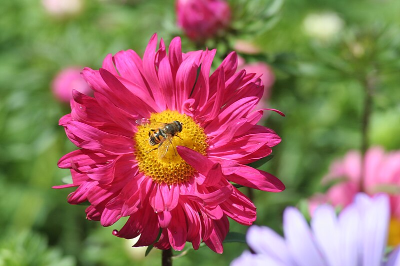 File:Bee on pink flower.jpg