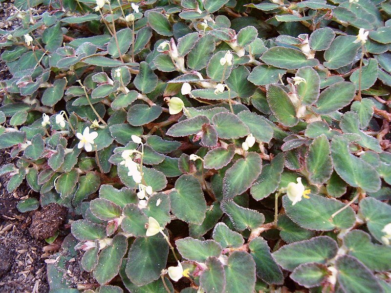 File:Begonia thelmae HabitusFlowers BotGardBln0906.jpg