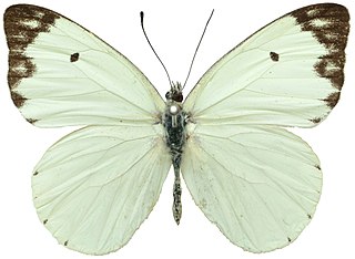<i>Belenois victoria</i> Species of butterfly