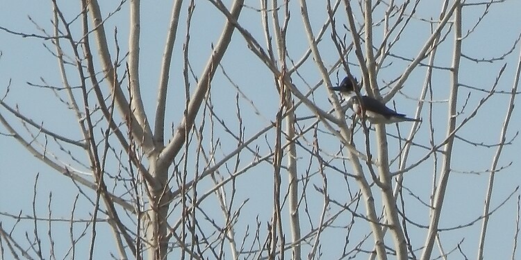 Belted Kingfisher (Megaceryle alcyon)