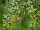 Berberis chitria Buch.-Ham. ex Lindl. (7763791022).jpg