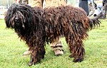 Miniatura per Cane da pastore bergamasco