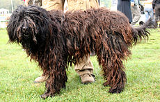 Bergamasco l573.jpg