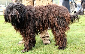 File:Bergamasco l573.jpg