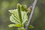 Betula pubescens (Zachte berk)