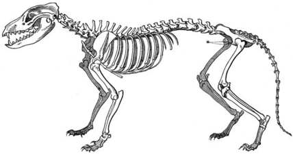Thylacine skeleton