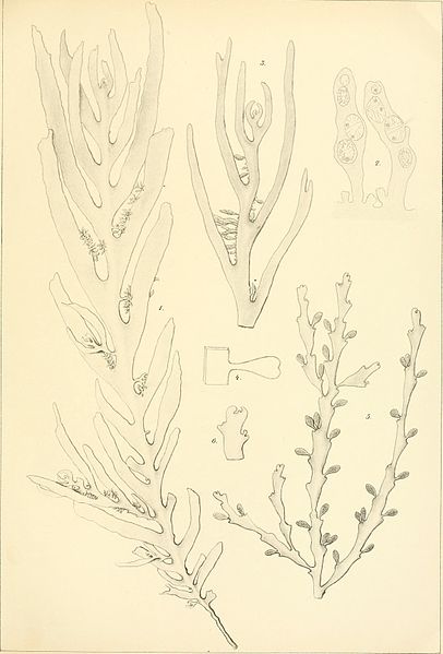 File:Bibliotheca botanica (1886-) (20342396786).jpg