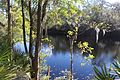 Suwannee River