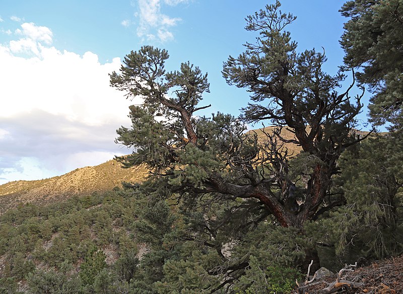 File:Big pinyon full-tree.jpg