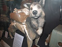 Museum replica of the paradog Bing Bing the ParaDog in Airborne Assault Museum.jpg