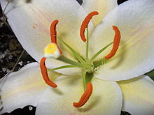 Lilium candidum - Wikipedia, la enciclopedia libre