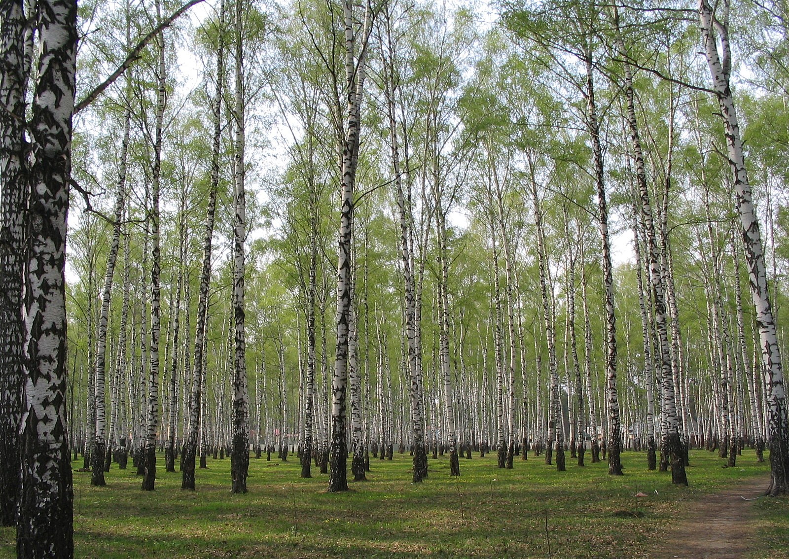 Birch grove