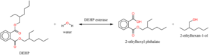 Action of the enzyme. Bis(2-ethylhexyl)phthalate acylhydrolase.png